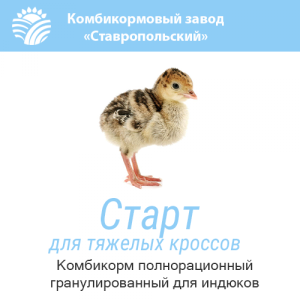 Правильный комбикорм для индюков – залог здоровья птицы и прибыли ее владельца