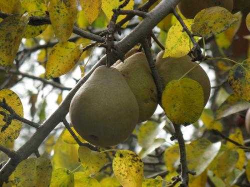 Формирование кроны груши - регулируем обрезкой рост и развитие дерева