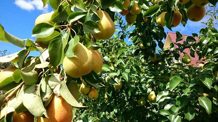 Характеристика груши Аллегро, внешний вид дерева и плодов, условия для выращивания, правила посадки и ухода. Меры безопасности от болезней и вредителей.
