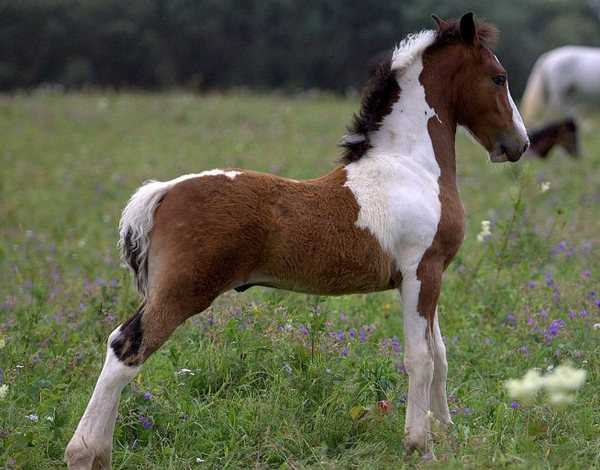 Порода лошадей русский тяжеловоз описание фото отзывы - скороспел