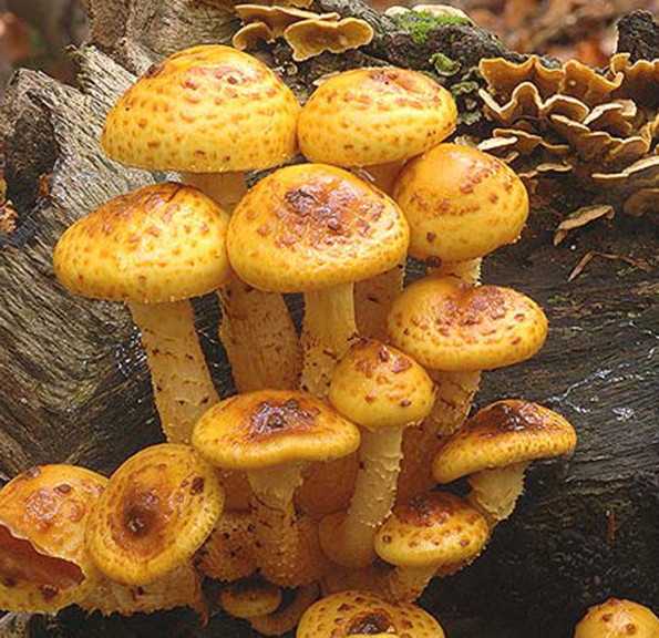 А вы знали о существовании печеночного гриба? всё о тёщином языке в этой статье!