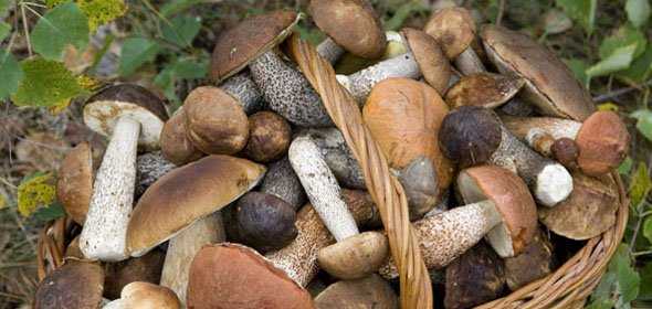 Как выглядят грибы волнушки: фото, описание, способы приготовления