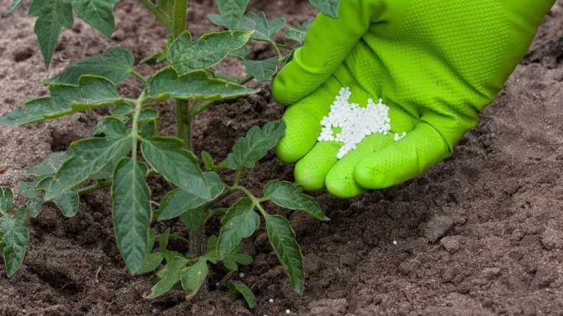 Удобрение сульфат калия - применение на огороде и саду