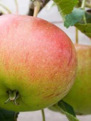 Яблоня лобо: особенности сорта и ухода