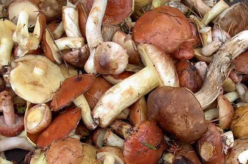 Как хранить вареные грибы дома, способы и сроки хранения