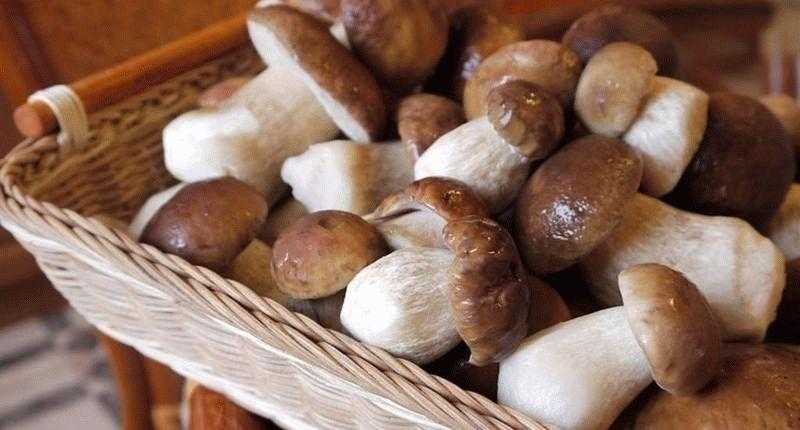 Польза и вред загадочных грибов шиитаке, применение в повседневной жизни