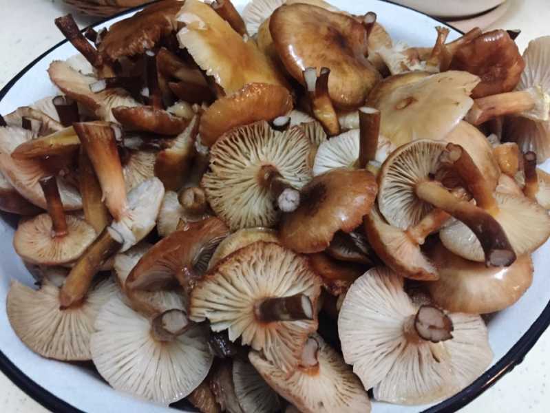 Как и сколько варить сушеные грибы? | infoeda.com
