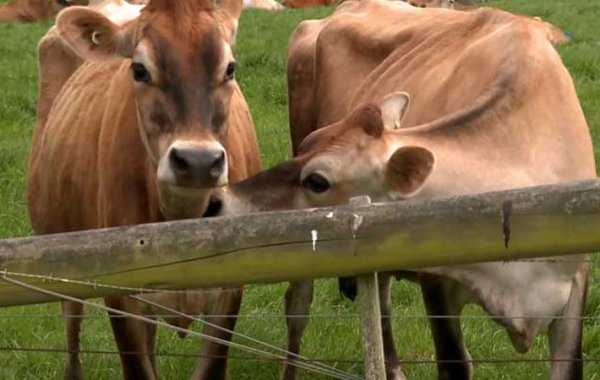Инфекционный мастит у коров