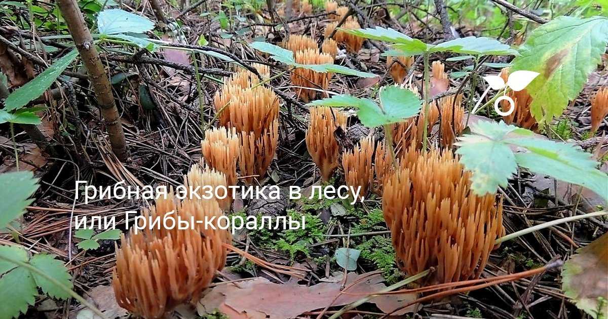 Рогатик пестиковый: описание с фото, места произрастания и съедобность гриба
