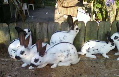 Кролики фландр (бельгийский великан): описание, содержание, фото