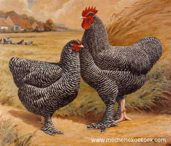 Мехеленская кукушка - мясная курица родом из бельгии
