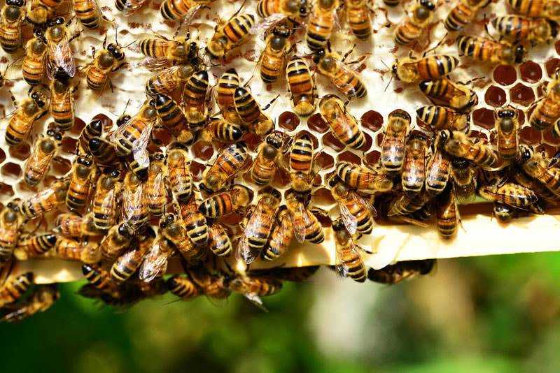 Порода пчел бакфаст - характеристика, плюсы и недостаток, фото и отзывы пчеловодов