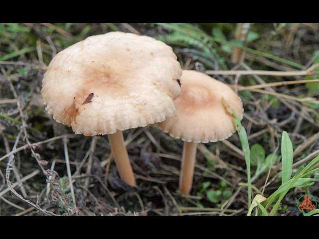 Ксеромфалина стеблевидная (xeromphalina cauticinalis) –  грибы сибири
