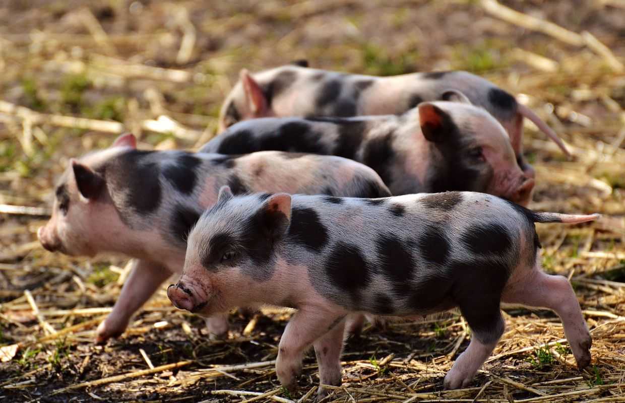 Распространённые болезни свиней: симптомы, лечение и профилактика