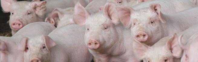 Разведение свиней в домашних условиях для начинающих: особенности содержания, разведение поросят