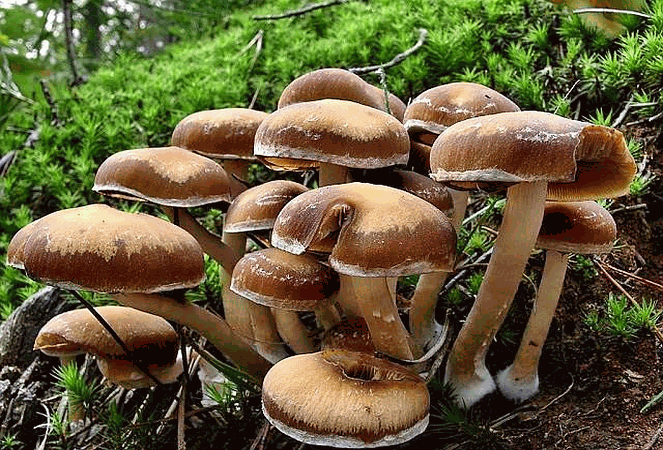 Псатирелла шаровидная (psathyrella piluliformis) –  грибы сибири