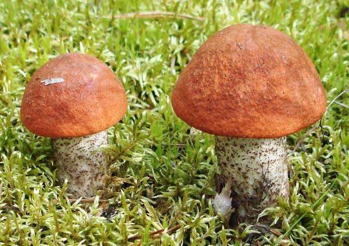 Грибы волнушки: фото ложных и настоящих, похожие грибы, двойники - растения и огород