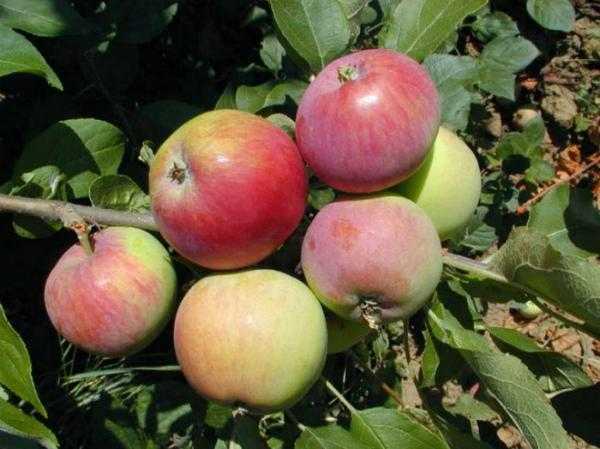 Сорт яблони мантет: описание, особенности плодов, фото и отзывы