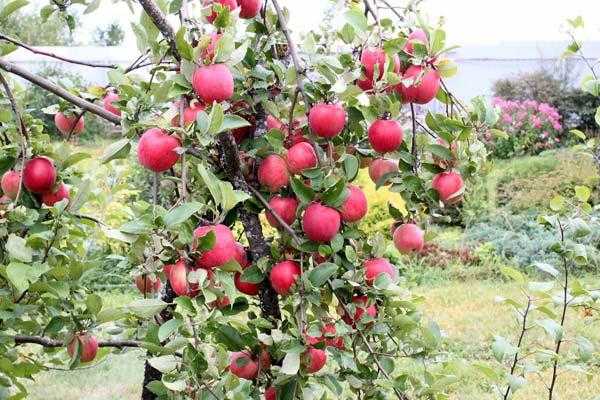 Как вырастить яблоню орловское полосатое