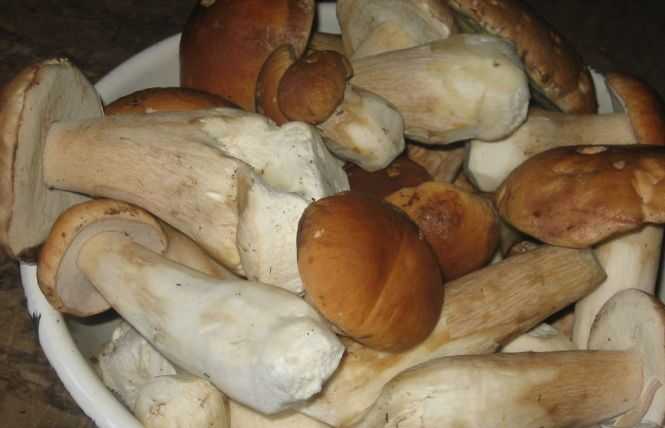 ᐉ как солить сыроежки в домашних условиях – грибы синявки рецепты приготовления - zooshop-76.ru