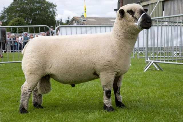 Овцы куйбышевской породы — содержание и разведение