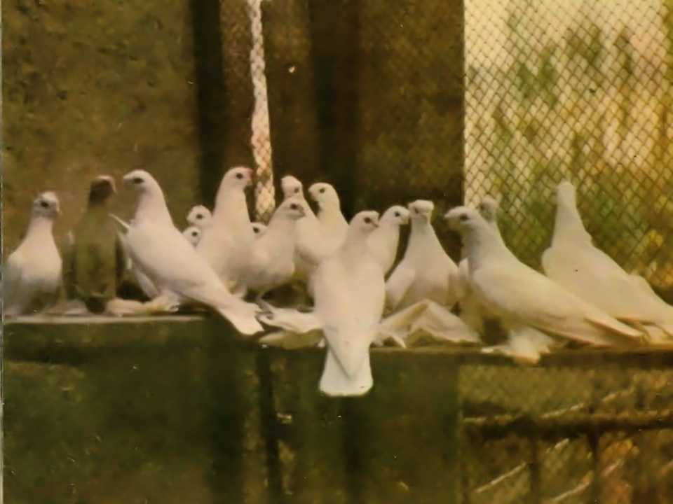 Широкохвостые и многоперые высоколетные бойные бакинские голуби