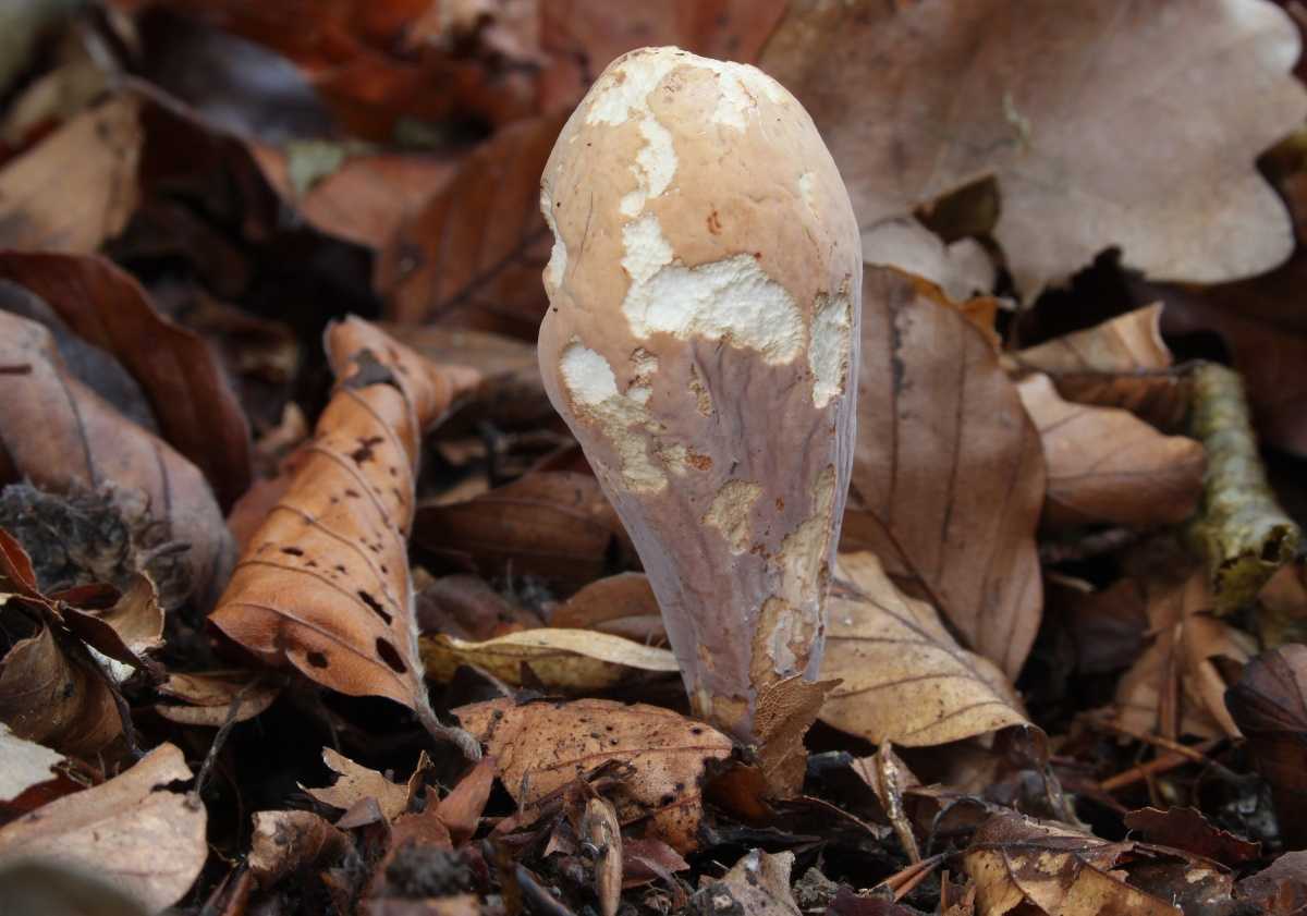 Рогатик – гриб съедобный или нет