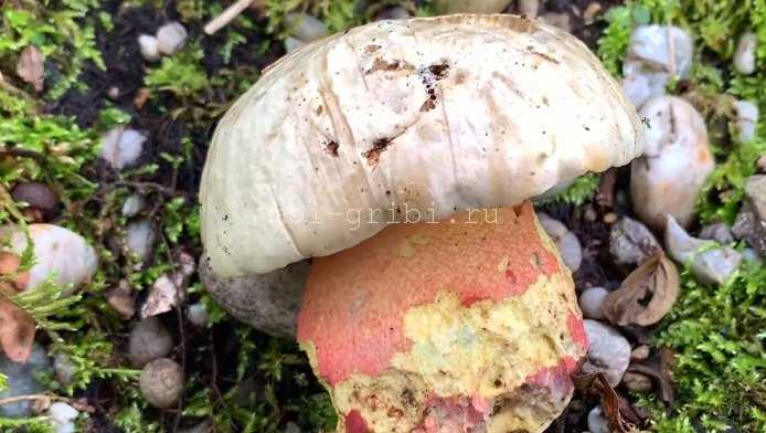 Галерина моховая – опасный ядовитый гриб | огородники