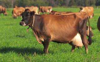 Вирус болезни шмалленберг у коров - болезни коров