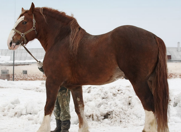 Русский тяжеловоз (порода лошадей): фото и описание, содержание и уход, видео