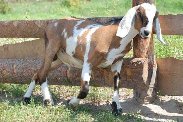 Англо-нубийские козы: фото породы, описание, характеристики, условия содержания.