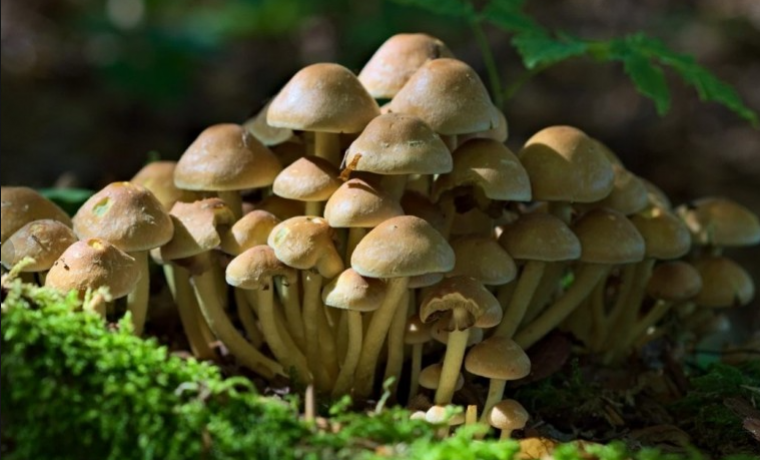 Опенок тополиный (агроцибе тополиный, фолиота тополевая, cyclocybe aegerita): как выглядят грибы, где и как растут, съедобный или нет, как готовить
