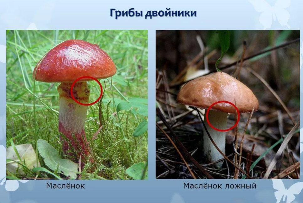 За какое время грибы вырастают. насколько быстро растут грибы