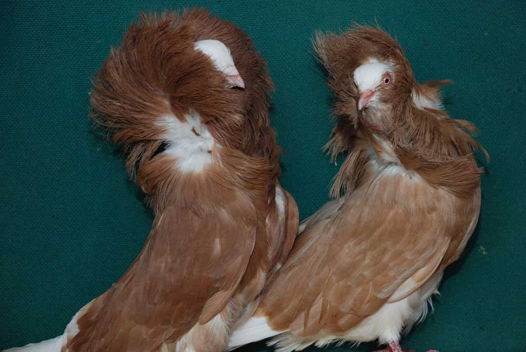 Узбекские голуби: породы и виды голубей, особенности пород, распространение