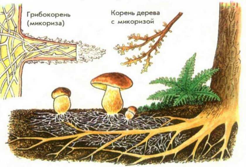 Как выращивать и хранить белые грибы