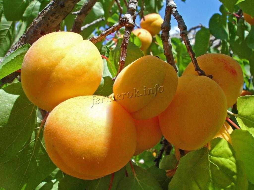 Выращивание абрикоса в сибири: описание 11 лучших сортов, посадка и уход