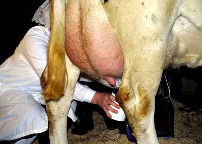 Топ-6 самых опасных болезней коров