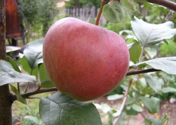 Сорт яблок россошанское полосатое фото и описание