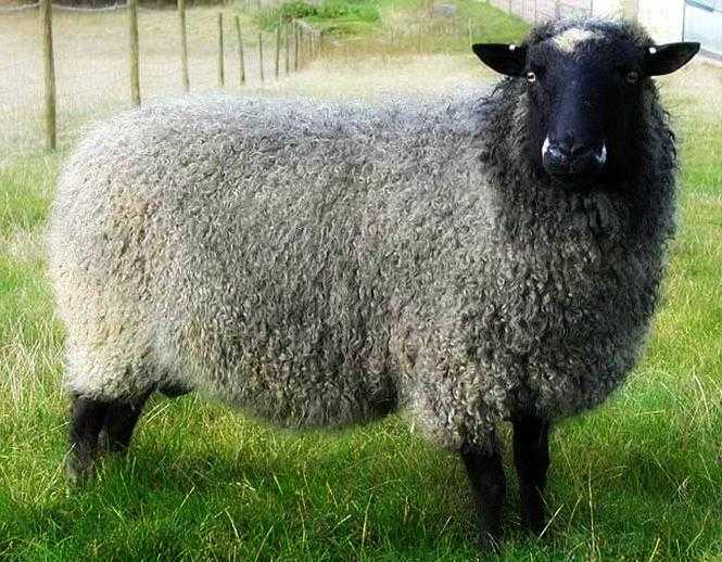 Куйбышевская порода овец — описание, продуктивность, разведение в домашних условиях
