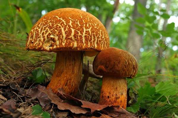 Подберезовик болотный (белый обабок): фото и описание гриба - советы дачнику