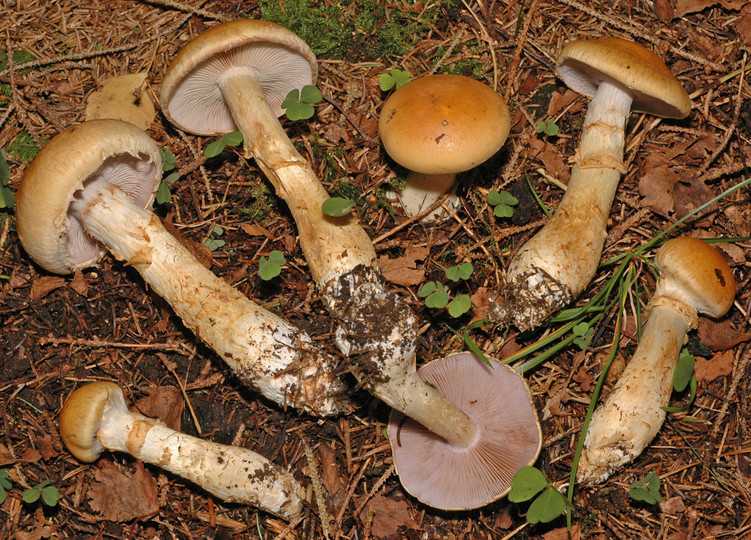 Паутинник триумфальный (cortinarius triumphans) –  грибы сибири