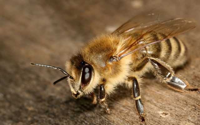 Строение пчелы: сколько ног, чем дышит, длина тела, сколько лап, внутреннее строение, форма тела, анатомия пчелы