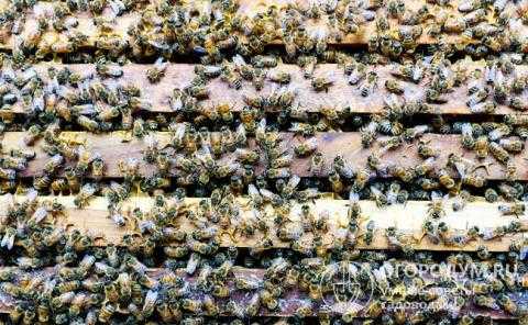 Отводки пчел: самые простые и эффективные способы