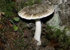 Поплавок жёлто-коричневый (amanita fulva) –  грибы сибири