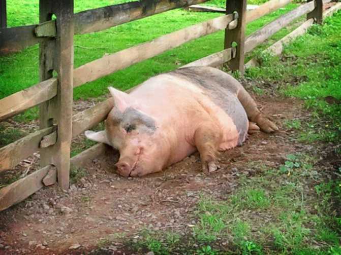 Как правильно колоть свинью в шею - знай ферму