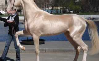 Как характеризуются ахалтекинские лошади: история происхождения, особенности внешности и характера породы