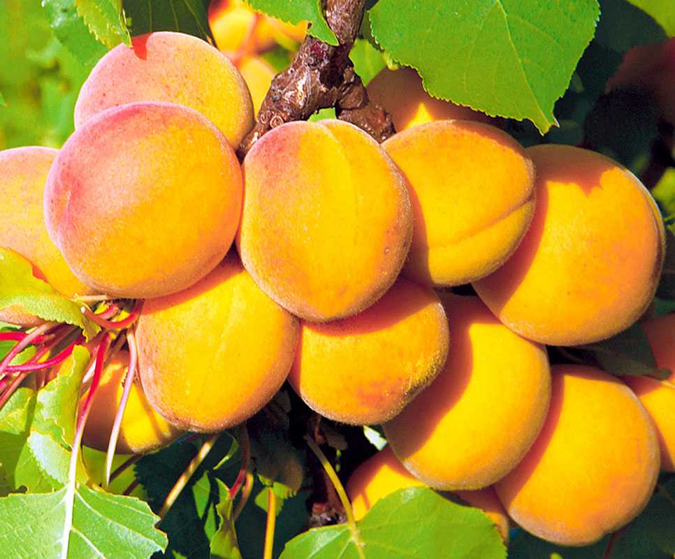 Зимостойкие и морозостойкие сорта абрикосов: описание сортов восторг, голдрич и многих других - дом и участок