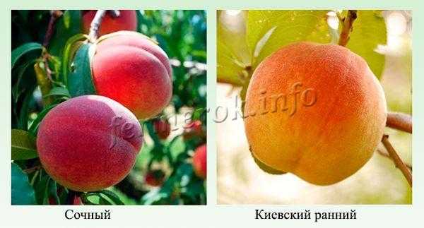 Персики: сорта для крыма, кубани, для средней полосы россии и подмосковья с фото и описанием