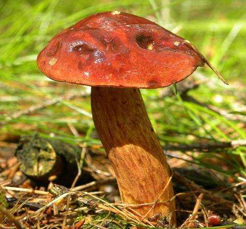 Ложный моховик: фото и описание гриба, как отличить от съедобного
