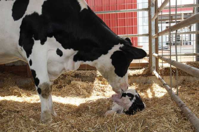Стельность коров: как определить оплодотворение народными и научными средствами на ранних и поздних сроках